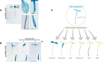 A histochemical reporter system to study extracellular ATP response in plants